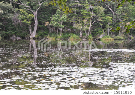 Shiretoko Gumo 15911950