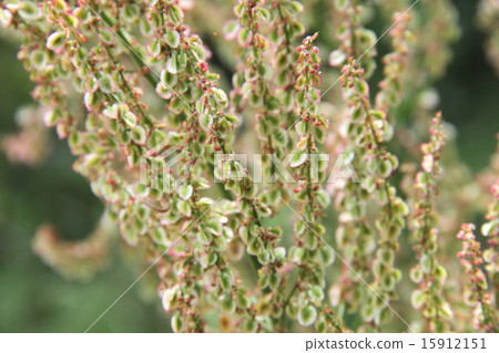 Sorrel Sorrel 15912151