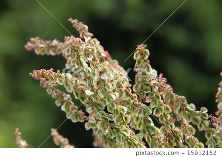 Sorrel Sorrel 15912152