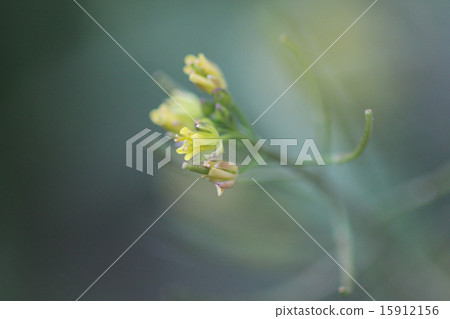 現場水芹 現場水芹 15912156