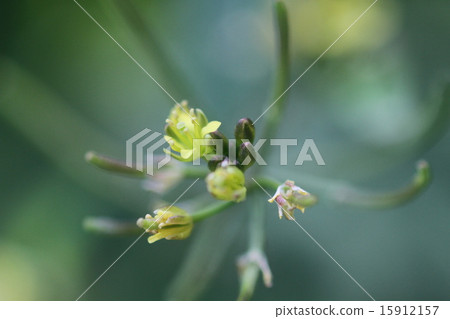 現場水芹 15912157