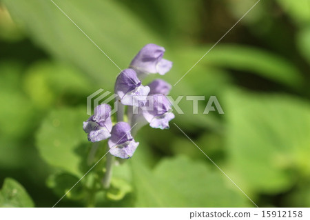 黃芩 黃芩 15912158