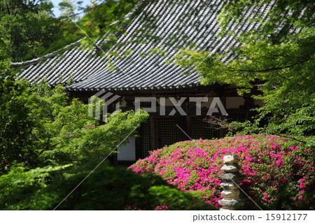 Azalea of Choshūji Temple Azalea of Choshūji Temple 15912177