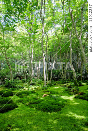 Gioji Moss garden 15912287