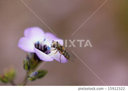 Flowers of Hanaab and Giria · Torricoror 15912322