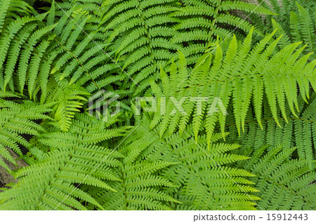 Fern leaves Fern leaves 15912443