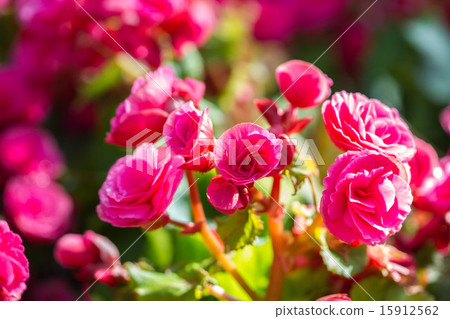 begonia or fibrous flower begonia or fibrous flower 15912562