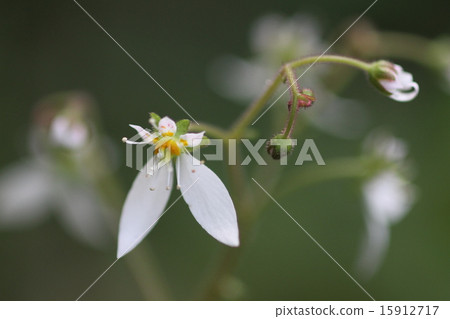 Yukinoshita 15912717