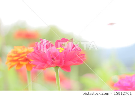 Butterfly Butterfly 15912761