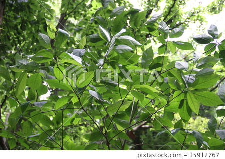 Fresh green Fresh green 15912767