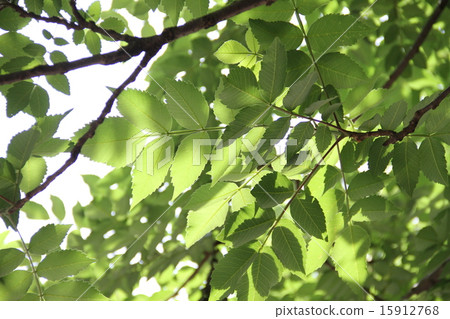 Fresh green 15912768