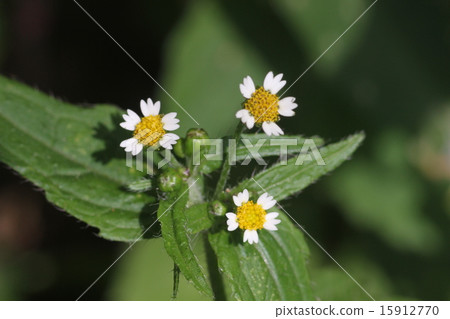 Shaggy soldier 15912770