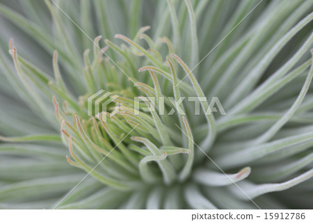 Ekium / Wilde Pleletti 15912786