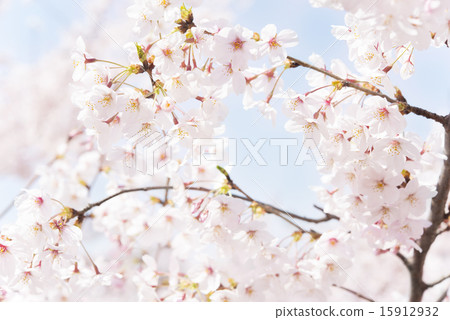 佐倉清楚的天空藍天 15912932