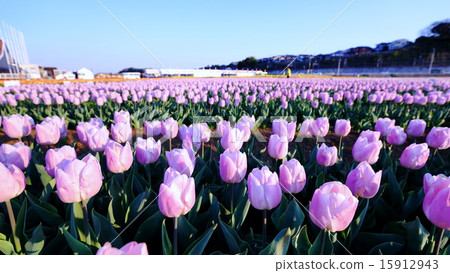 Tulip 15912943