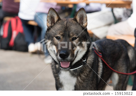 Shikoku dog Shikoku dog 15913022