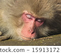 Slumber Macaques 15913172