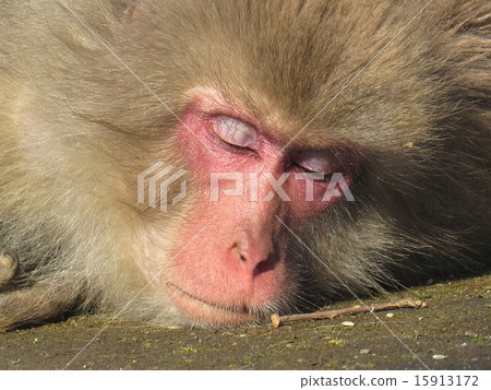 睡眠獼猴 15913172