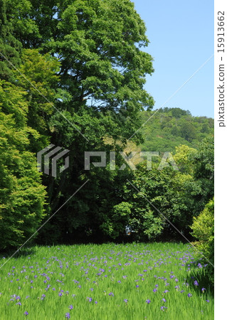 Okoda shrine's oak treeta 15913662