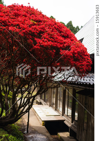 And Kirishima Azalea 15913683