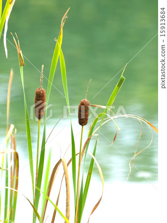 Akane no Ho Akane no Ho 15913684