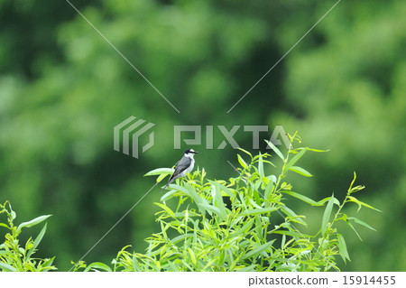 灰山椒鳥 15914455