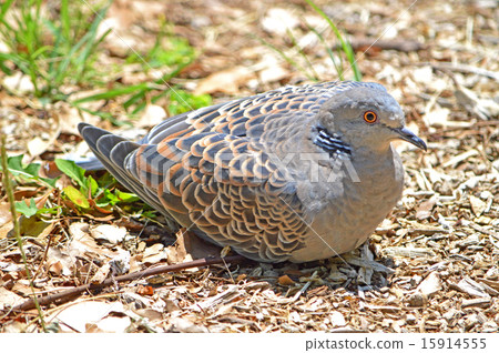 野雞蝴蝶(小雞鴿) 野雞蝴蝶(小雞鴿) 15914555