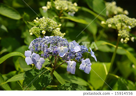 繡球花（額頭繡球花） 15914556