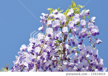 Wisteria flowers Wisteria flowers 15914833