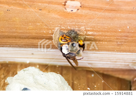Queen beetle of the cockattle whale curling in the nest and sleeping Queen beetle of the cockattle whale curling in the nest and sleeping 15914881