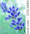 薰衣草 15914884