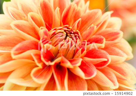 Dahlia variety (gold marie) Dahlia variety (gold marie) 15914902