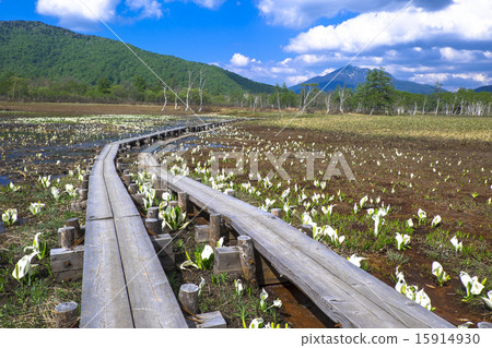 水芭蕉和山。 15914930