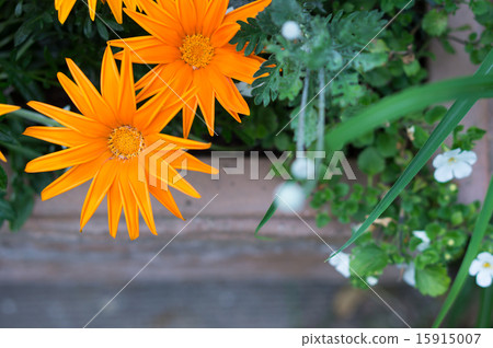 雜色菊（橙色） 15915007