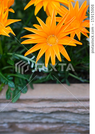 Gazania (Orange) Gazania (Orange) 15915008