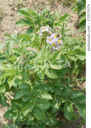 Potato tree 15915074