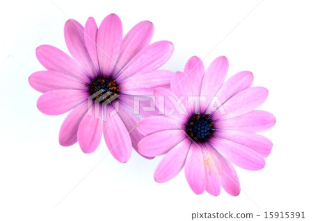 Close-up material of flower villa 15915391