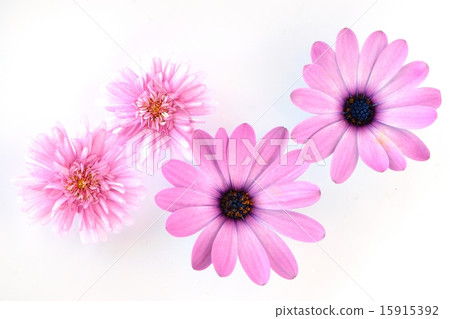 Close-up material of flower villa Close-up material of flower villa 15915392