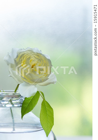 Roses inserted in a glass vase Roses inserted in a glass vase 15915471