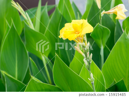 黃色美人蕉 15915485
