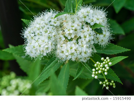 White underworld flowers 15915490