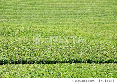 初夏茶場，幾何圖案 15915581
