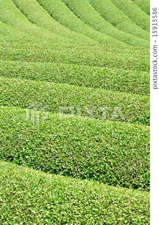 Early summer tea field, geometric pattern 15915586