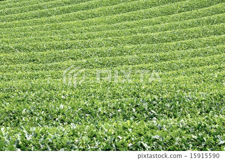 Early summer tea field, geometric pattern Early summer tea field, geometric pattern 15915590