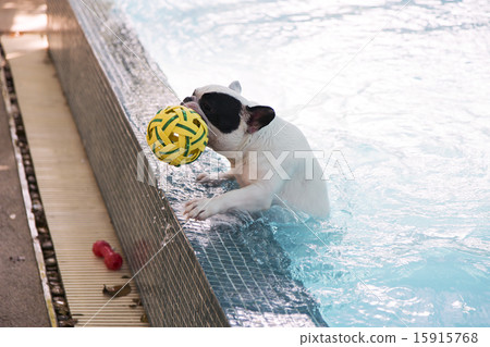 French Bull dog climb up from pool  15915768