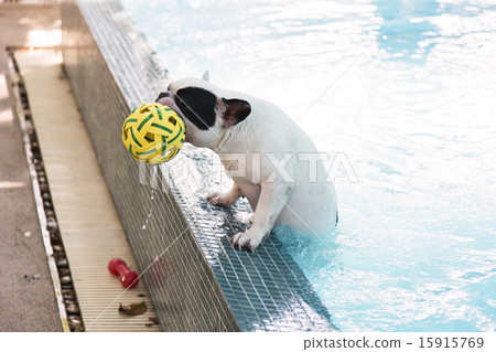 French Bull dog climb up from pool  15915769