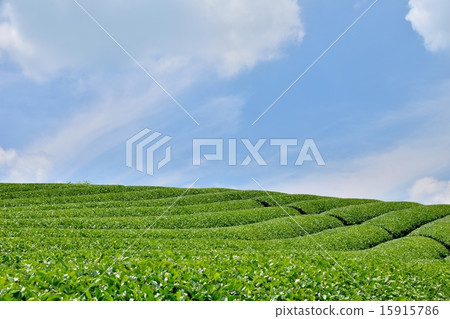 Tea gardens in Wakki Town and early summer with a copy space of blue sky 15915786