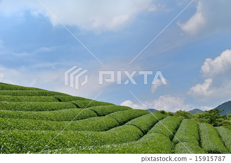 Tea gardens in Wakki Town and early summer with a copy space of blue sky Tea gardens in Wakki Town and early summer with a copy space of blue sky 15915787