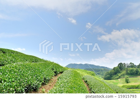 Tea gardens in Wakki Town and early summer with a copy space of blue sky 15915793