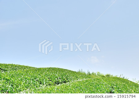 Tea gardens in Wakki Town and early summer with a copy space of blue sky Tea gardens in Wakki Town and early summer with a copy space of blue sky 15915794